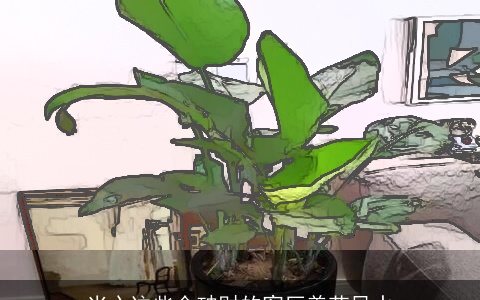 当心这些会破财的客厅养花风水