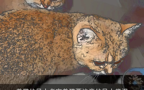 养猫的风水考究养猫要注意的风水常识