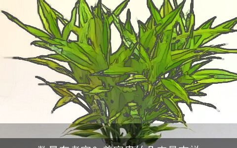 数量有考究？养富贵竹几支最吉祥