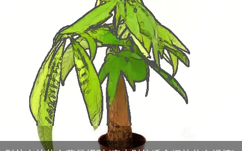 财位上放什么花最招财(室内财位适合摆放什么绿植)