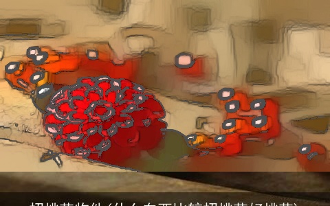 招桃花物件(什么东西比较招桃花好桃花)