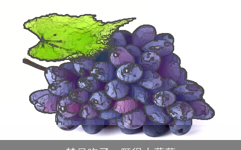 梦见吃了一颗很大葡萄