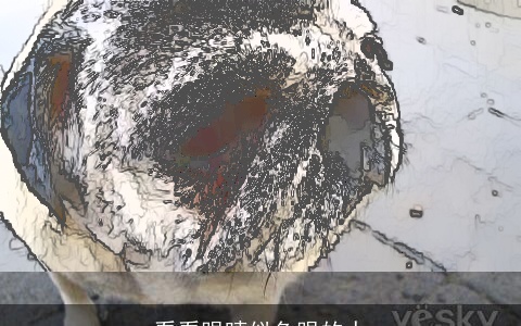 看看眼睛似鱼眼的人