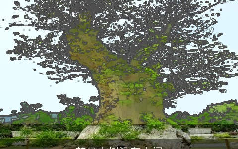 梦见古树没有中间