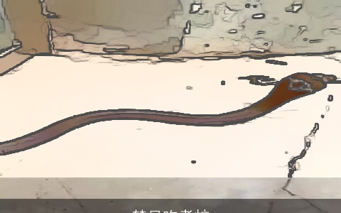 梦见吃煮蛇