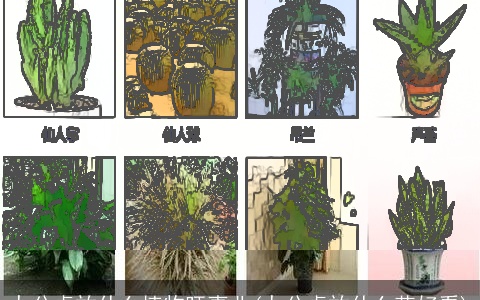 办公桌放什么植物旺事业(办公桌放什么花好看)