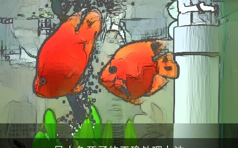 风水鱼死了的正确处理办法