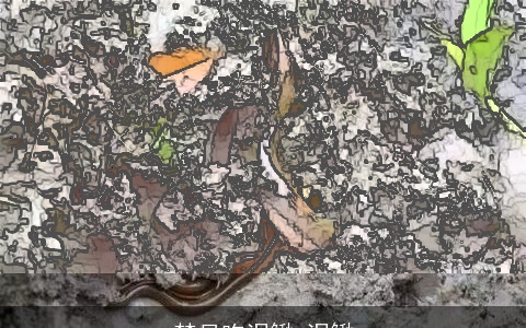 梦见吃泥鳅 泥鳅