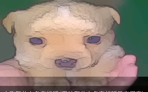 小狗取什么名字好听(男孩取什么名字好听又有深意)