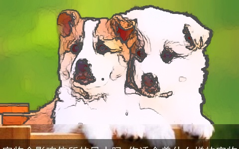 宠物会影响住所的风水吗 你适合养什么样的宠物