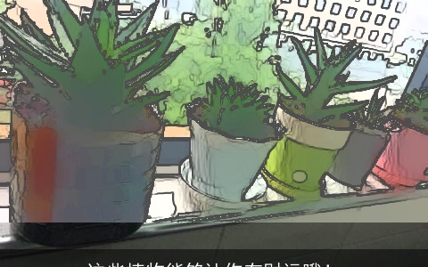 这些植物能够让你有财运哦！