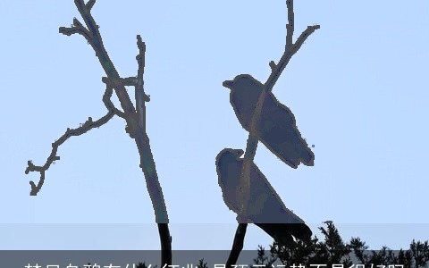 梦见乌鸦有什么征兆 是预示运势不是很好吗