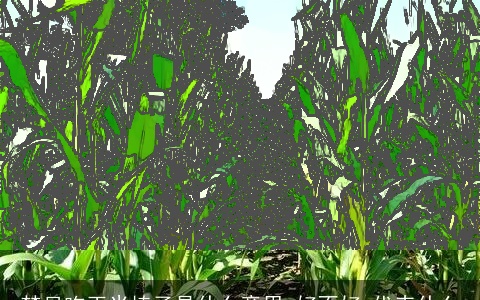 梦见吃玉米棒子是什么意思,好不好,代表什么