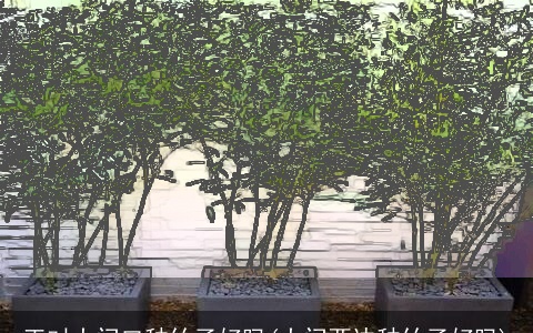 正对大门口种竹子好吗(大门两边种竹子好吗)