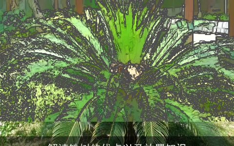 解读铁树的优点以及放置知识