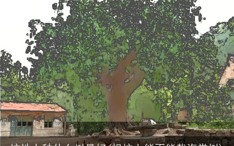 坟地上种什么树最好(祖坟上能不能栽海棠树)