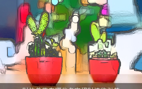 财位养花有哪些考究招财植物引荐