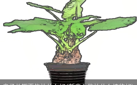 房子长期不住放什么好(新房入住放什么植物好)