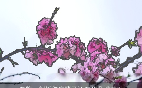 选牌，剖析你这辈子还有几朵桃花？