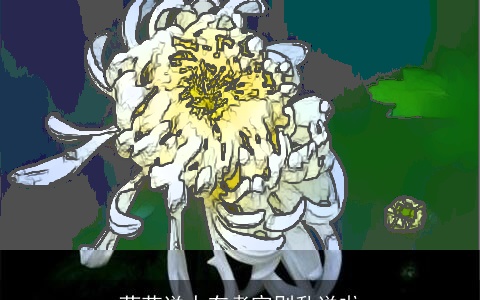 菊花送人有考究别乱送啦