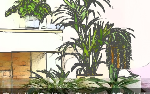 家里放什么植物好风水(满天星里放棉花是什么)