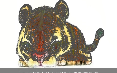 十二属相中什么属相的坏毛病最多