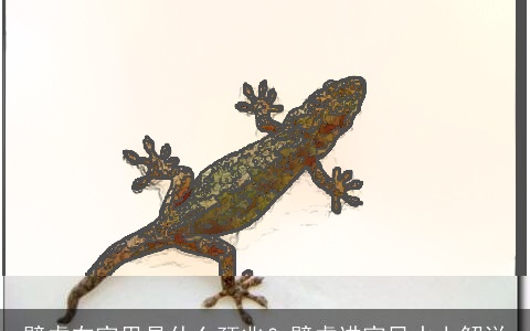 壁虎在家里是什么预兆？壁虎进家风水上解说