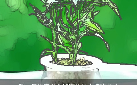 新一年你有必要知道的风水植物长处