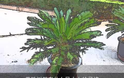 养铁树都有什么风水上的忌讳