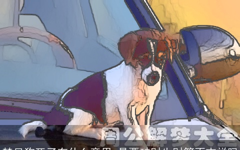 梦见狗死了有什么意思 是要破财失财等不吉祥吗