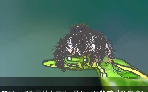 梦见大蜘蛛是什么意思 是预示运势盛财源滚滚吗