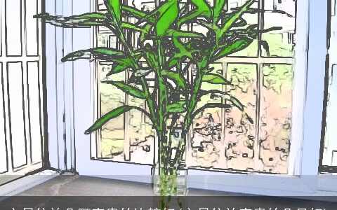 文昌位放几颗富贵竹比较好(文昌位放富贵竹几只好)