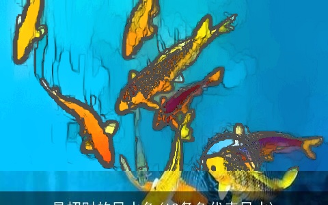 最招财的风水鱼(12条鱼代表风水)