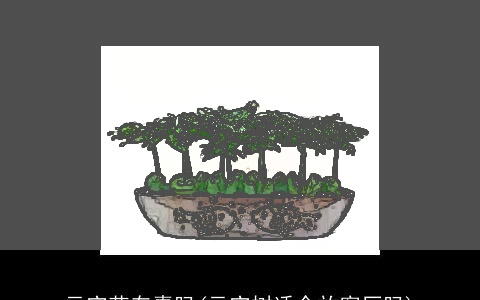 元宝花有毒吗(元宝树适合放客厅吗)