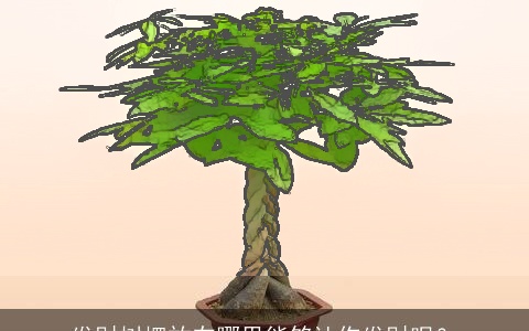 发财树摆放在哪里能够让你发财呢？