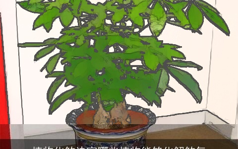 植物化煞诀窍哪些植物能够化解煞气