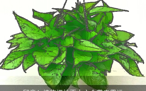 留意！植物摆放不小心会带来霉运