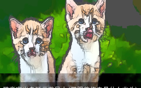 猫离家出走预示着风水(猫跟着你走是什么兆头)