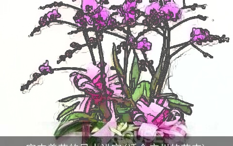 室内养花的风水讲究(适合广州的花卉)