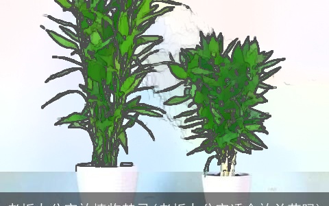 老板办公室放植物禁忌(老板办公室适合放兰花吗)