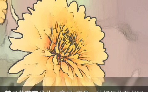 梦见黄菊花是什么意思 它是一种好运的预兆吗