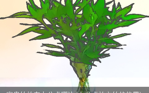 富贵竹放在办公桌哪边(办公桌放文竹的位置)