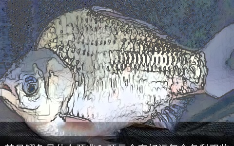 梦见鲫鱼是什么预兆？预示会有好运气会名利双收