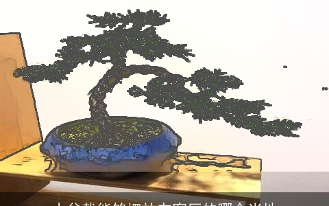 小盆栽能够摆放在客厅的哪个当地