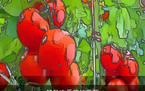 梦见吃番茄结葡萄