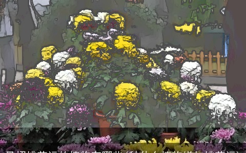 最招桃花运的植物有哪些(种什么植物增加桃花运)