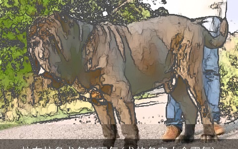 拉布拉多犬名字霸气(犬的名字大全霸气)