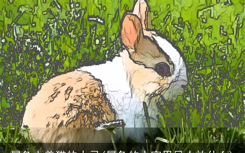 属兔人养猫的大忌(属兔的人家里风水放什么)