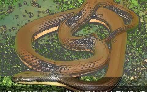 梦到大蟒蛇是什么征兆 眼前的困难能够方便的解决吗