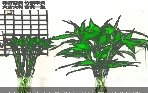 文昌位置放什么最好(文昌位放富贵竹几只好)
